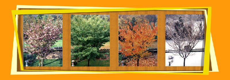 The Four Seasons