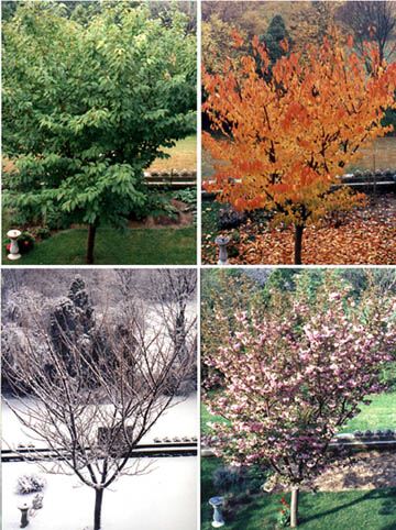 The Four Seasons