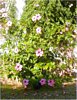 Pink Hibiscus